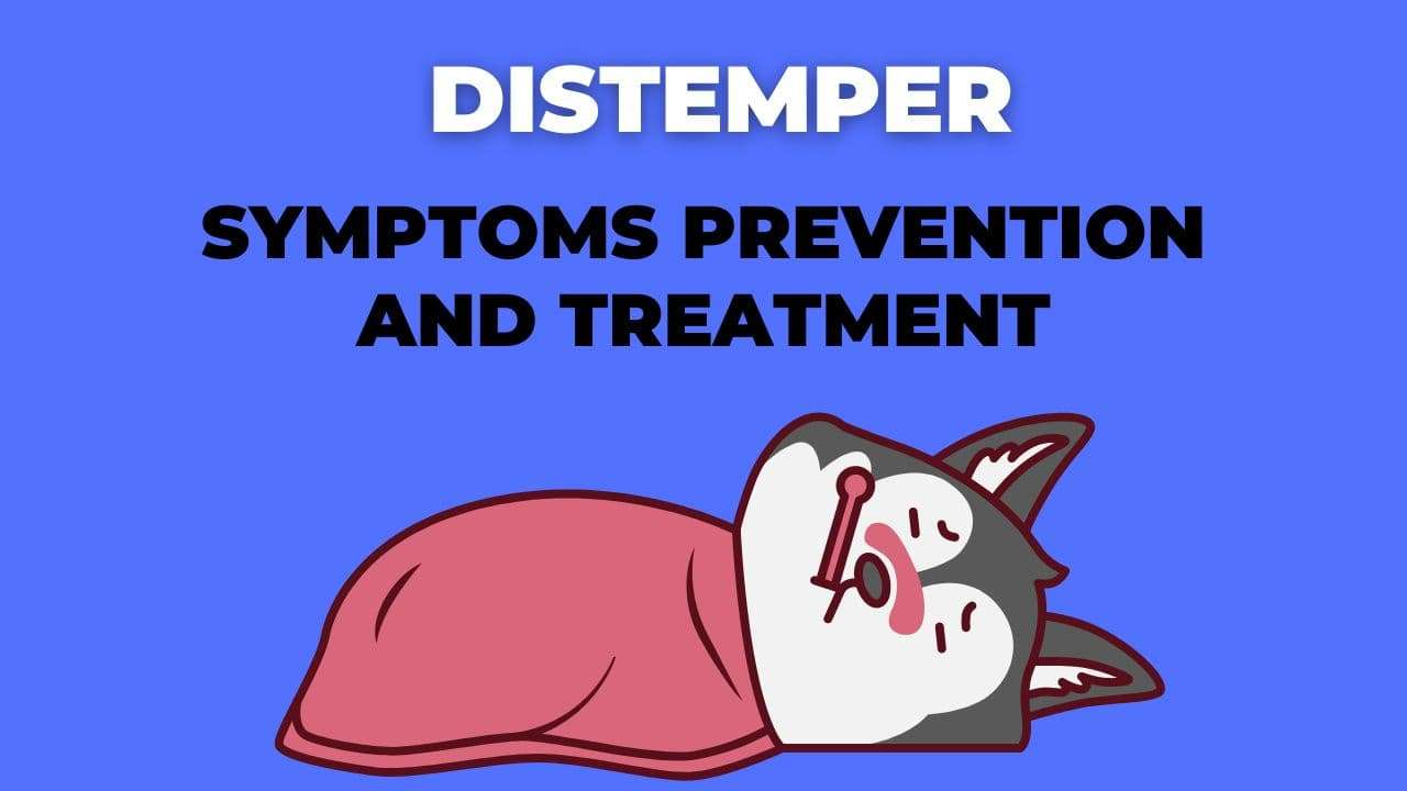 Distemper: Symptoms, Prevention, Treatment - Paw Flicker