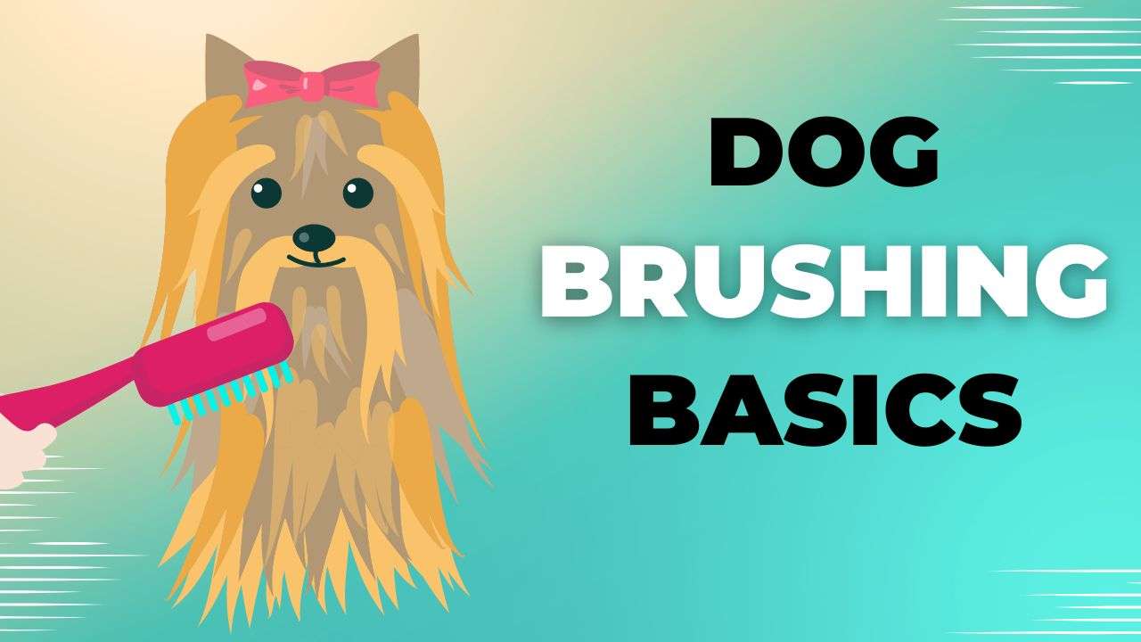 Dog Brushing Basics