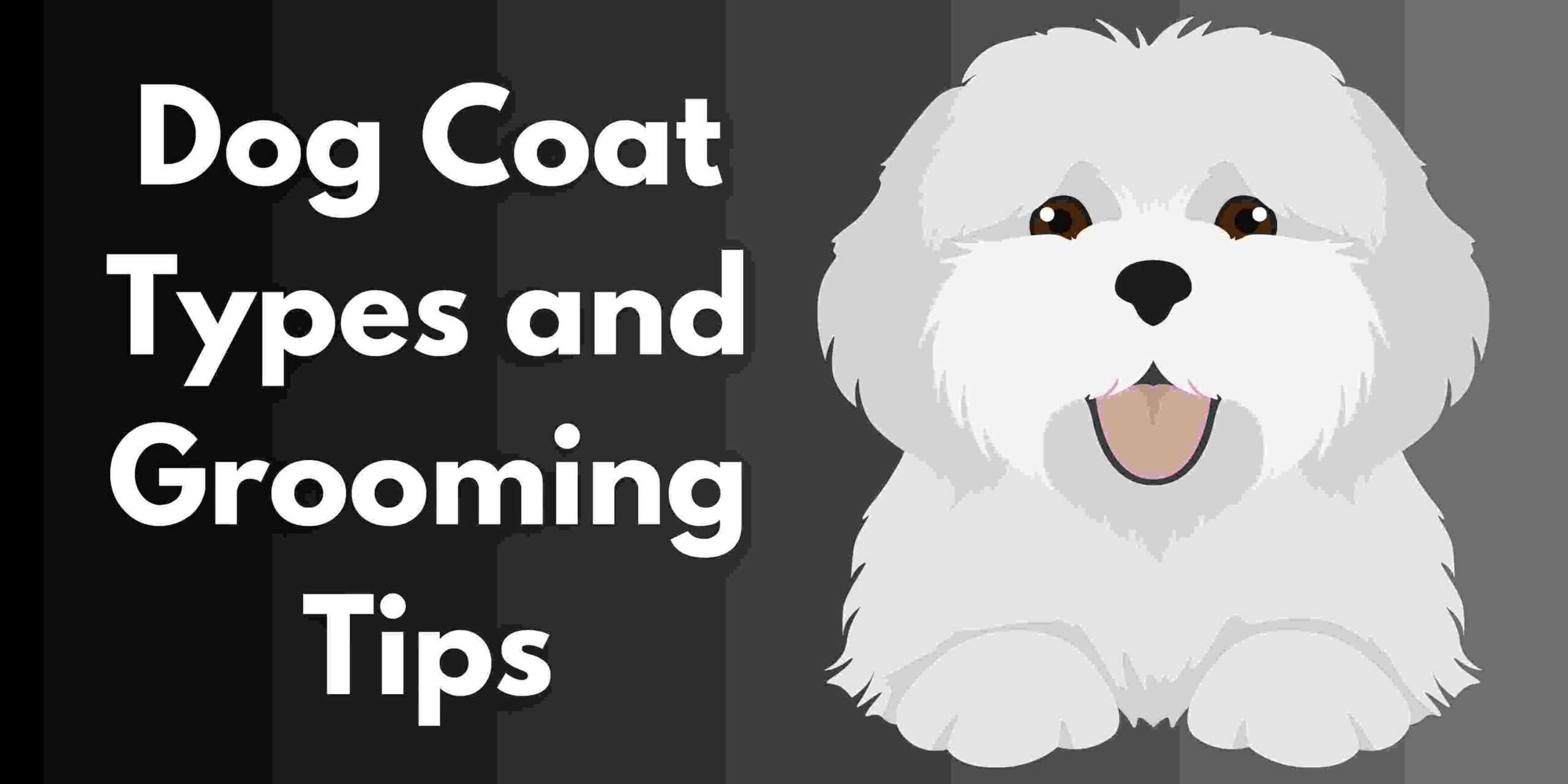 Dog Coat Types and Grooming Tips