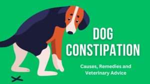 Dog Constipation: Causes, Remedies and Veterinary Advice