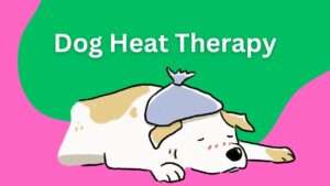 Dog Heat Therapy: A Complete Guide