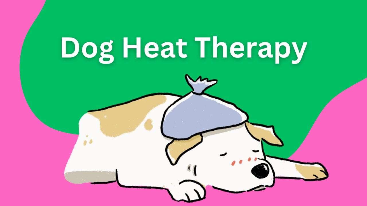 Dog Heat Therapy: A Complete Guide