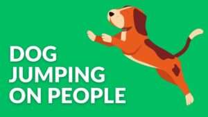 Dog Jumping on People: Causes and Prevention Tactics