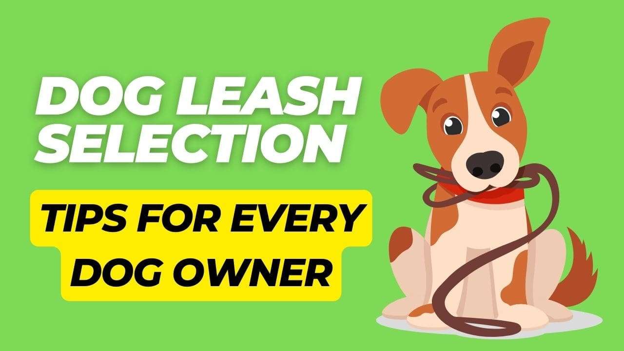 Dog Leash Selection: Tips for Every Dog Owner