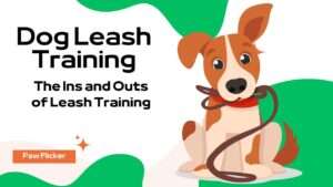 Dog Leash Training | The Ins and Outs of Leash Training