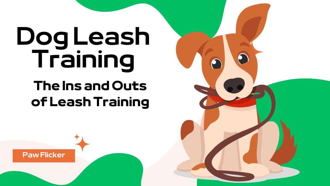 Dog Leash Training