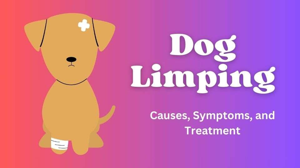 Dog Limping | Causes, Symptoms, and Treatment