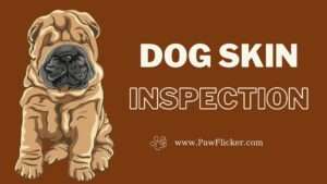 Dog Skin Inspection | A Guide to Dog Skin Inspection Techniques