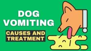 Dog Vomiting: Causes and Treatment