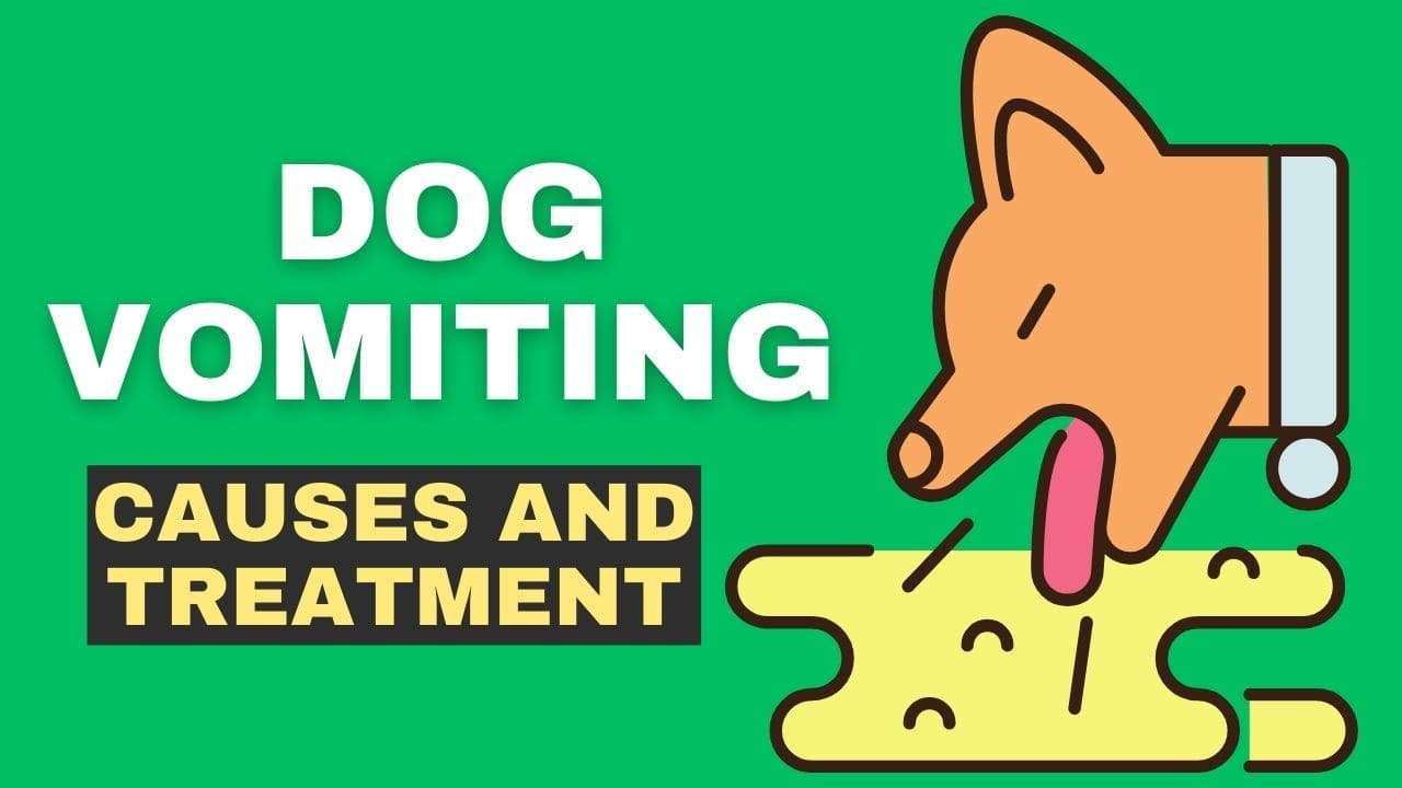 Dog Vomiting: Causes and Treatment