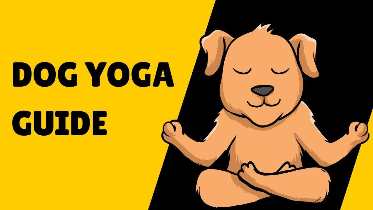 Dog Yoga Guide