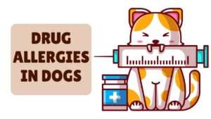 Drug Allergies in Dogs