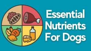 Essential Nutrients for Dogs