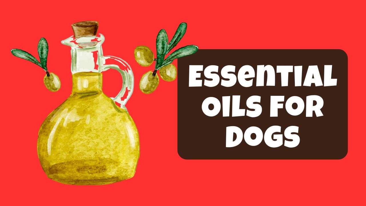 Essential Oils for Dogs