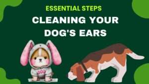 Essential Steps for Cleaning Your Dog’s Ears