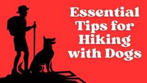 Essential Tips for Hiking with Dogs | Adventure Paws