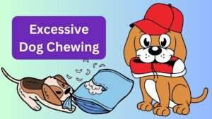 Excessive Dog Chewing: Causes & Solutions