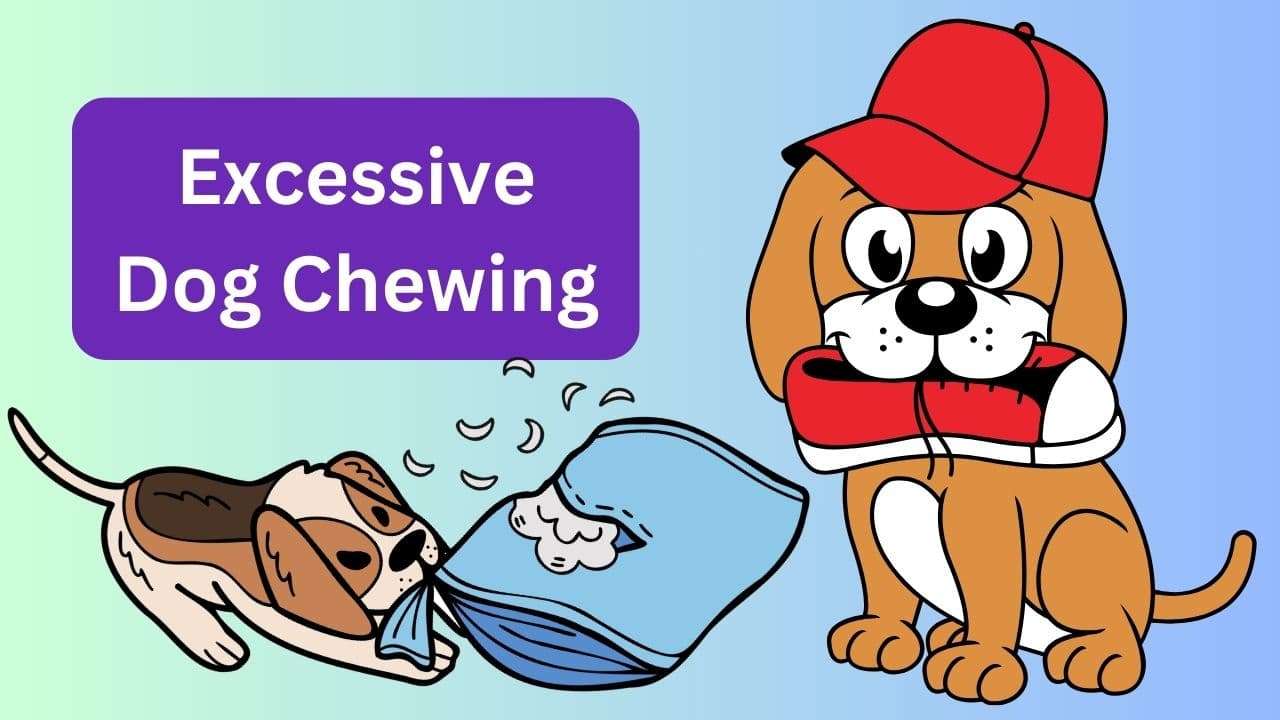 Excessive Dog Chewing