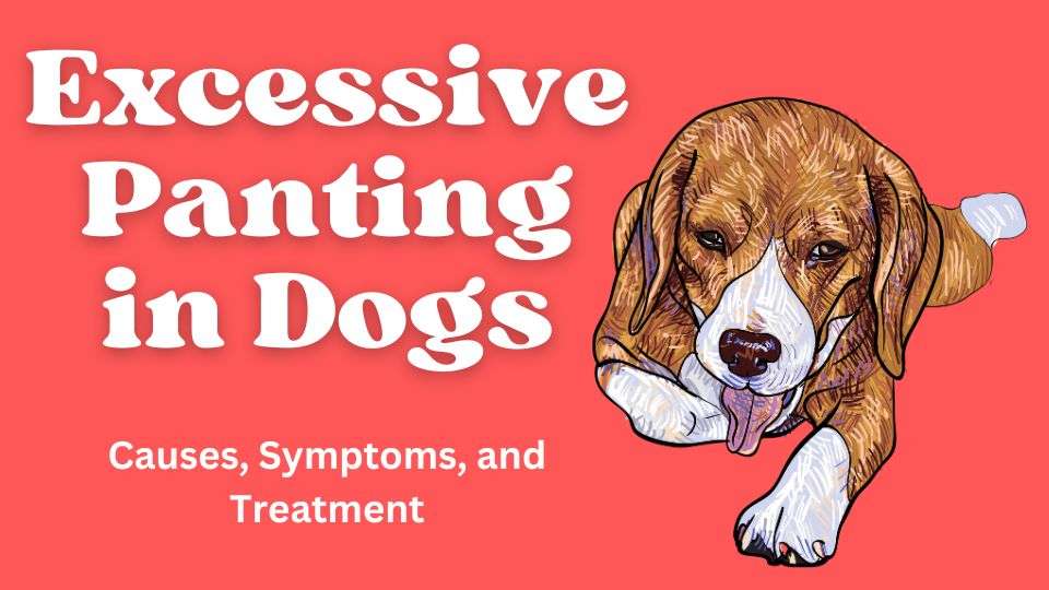 Excessive Panting in Dogs