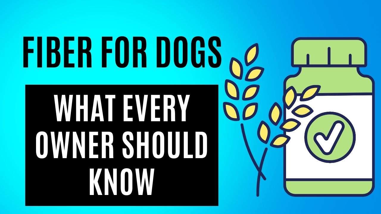 Fiber for Dogs: What Every Owner Should Know