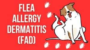 Flea Allergy Dermatitis (FAD) in Dogs