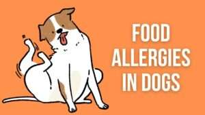 Food Allergies in Dogs