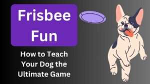 Frisbee Fun | How to Teach Your Dog the Ultimate Game