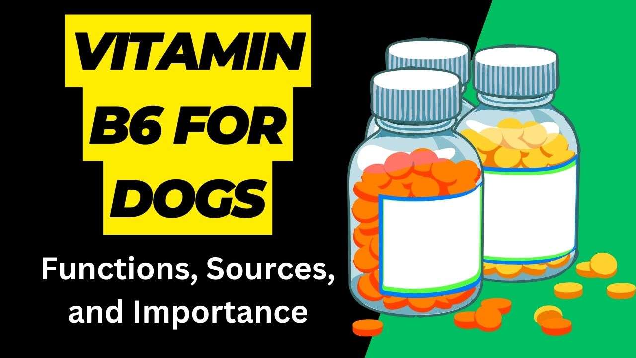 Vitamin B6 for Dogs: Functions, Sources, and Importance