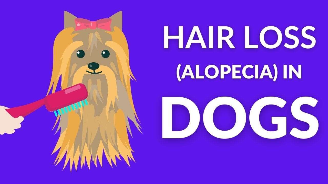 Hair Loss (Alopecia) in Dogs