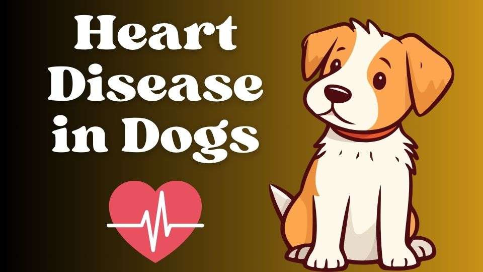 Heart Disease in Dogs