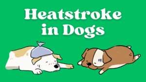 Heatstroke in Dogs | Symptoms, Prevention and Treatment