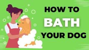 How to Bath Your Dog | The Art of Dog Washing