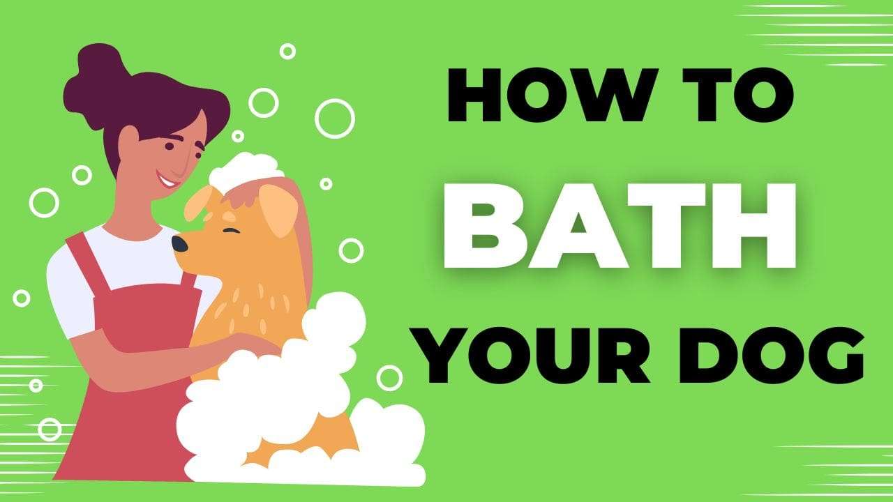 How to Bath Your Dog