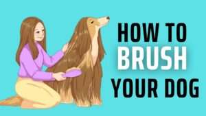 How to Brush Your Dog | Brushing Basics