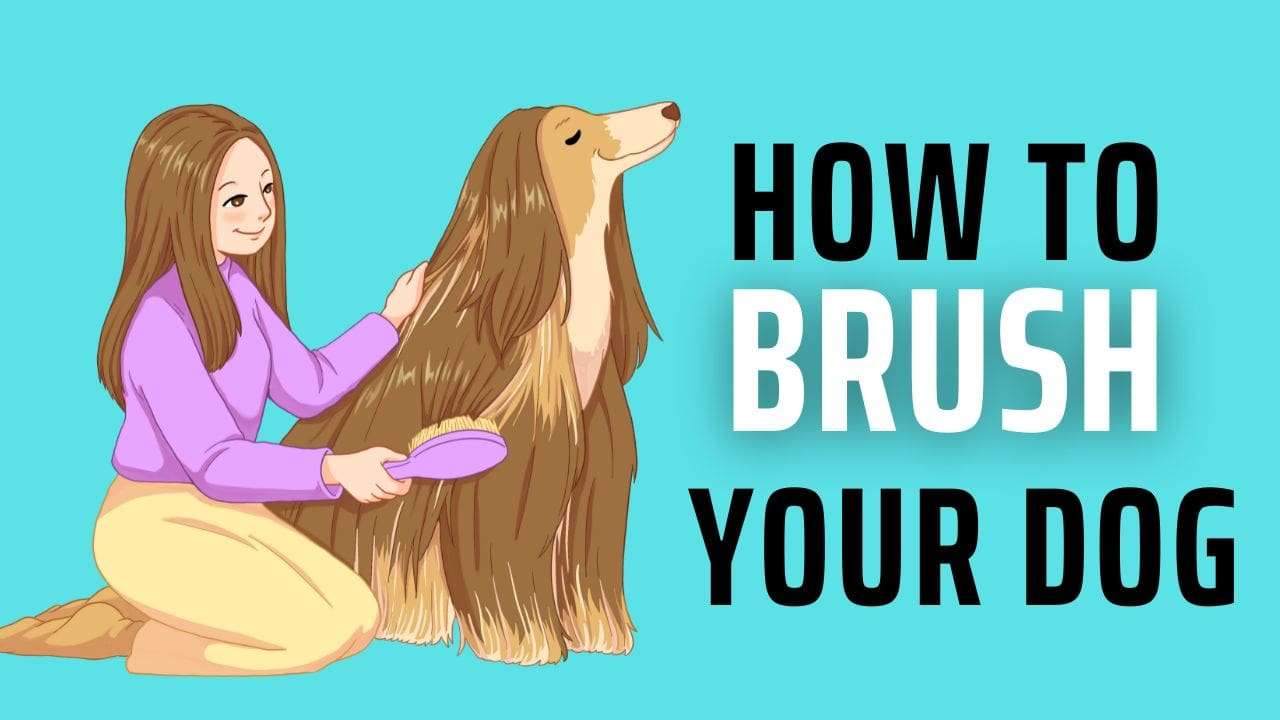 How to Brush Your Dog