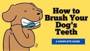 How to Brush Your Dog’s Teeth