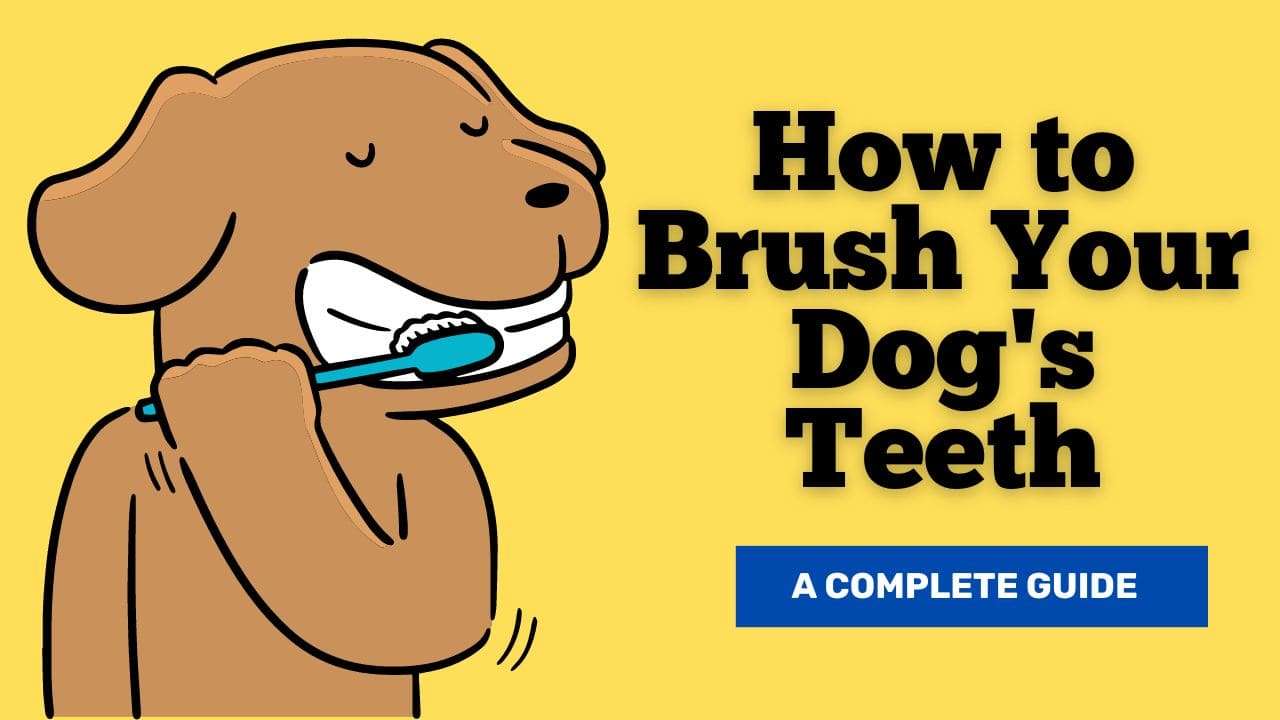 How to Brush Your Dog's Teeth