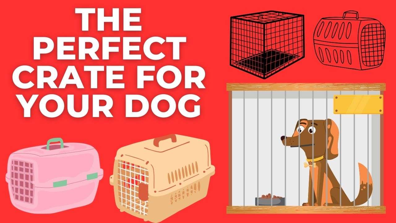 How to Choose the Perfect Crate for Your Dog