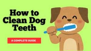 How to Clean Dog Teeth