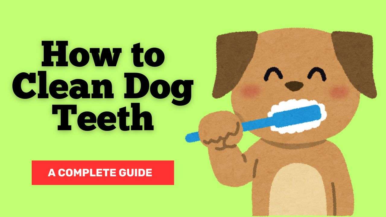 How to Clean Dog Teeth