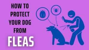 How to Protect Your Dog from Fleas | Flea Fiasco