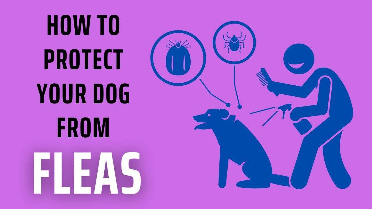 How to Protect Your Dog from Fleas