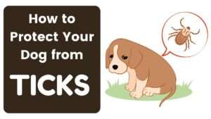 How to Protect Your Dog from Ticks | Tick Talk