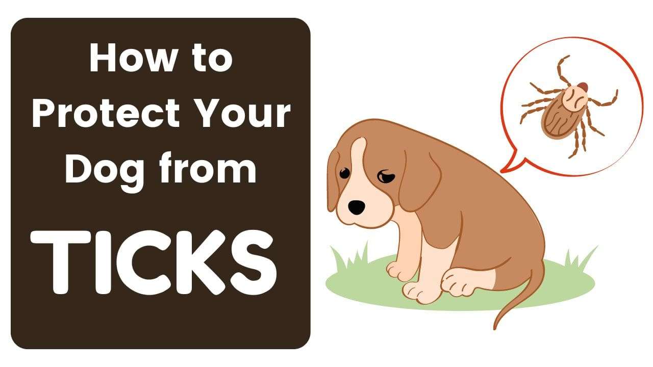 How to Protect Your Dog from Ticks