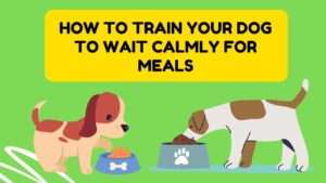 How to Train Your Dog to Wait Calmly for Meals