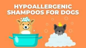 What is Hypoallergenic Shampoos for Dogs