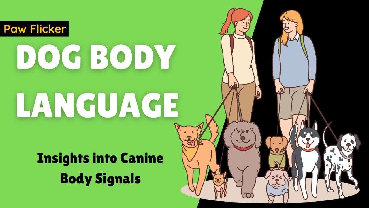 Dog Body Language: Insights into Canine Body Signals