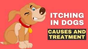 Itching in Dogs: Causes and Treatment