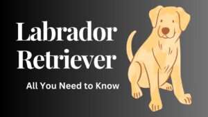 Labrador Retriever | All You Need to Know