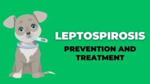 Leptospirosis: Prevention and Treatment